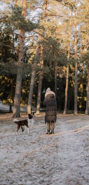 Socialisation du chien : stratégies pour éduquer et socialiser votre compagnon