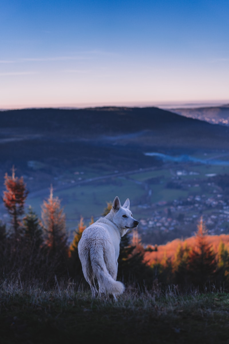 comment s'occuper d'un chien loup