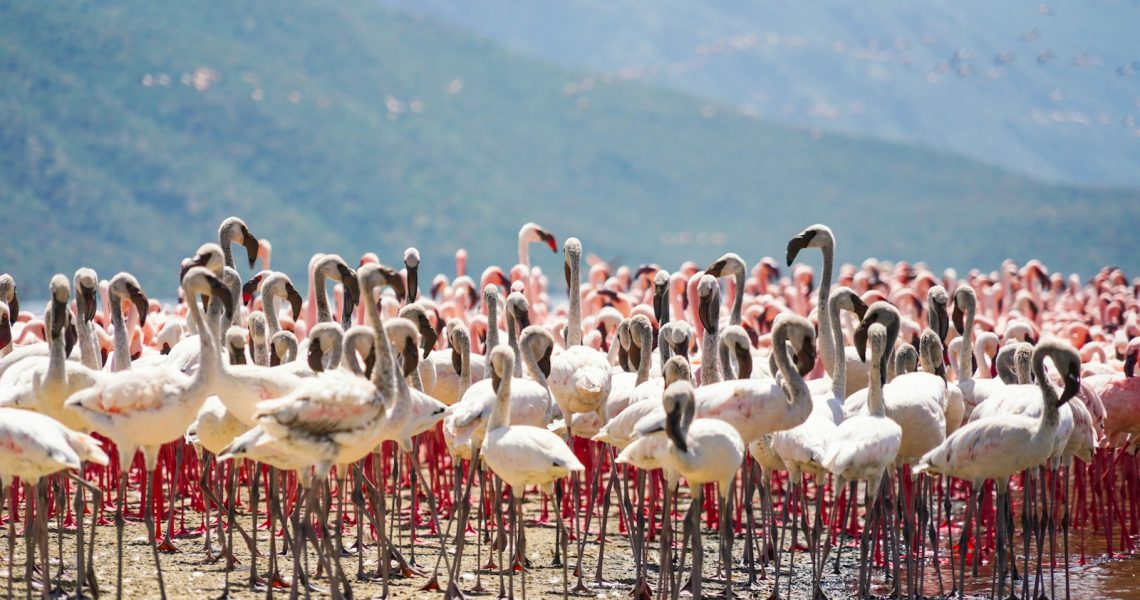 Flamants Rose au lac Bogoria